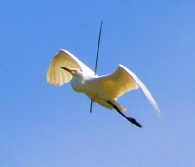 日本“鸟坚强” 日本“鸟坚强”