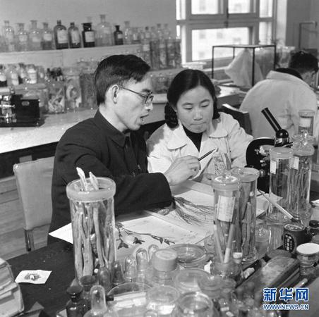 这是20世纪50年代，在中医研究院中药研究所任研究实习员的屠呦呦（前右）与老师楼之岑副教授一起研究中药。