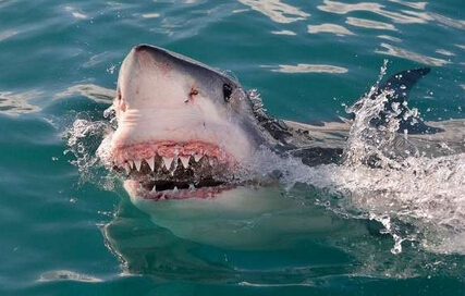 大白鲨为自救跃出水面 逃离捕蟹网(组图)【3】