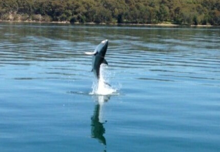 大白鲨自救跃出水面 大白鲨自救跃出水面