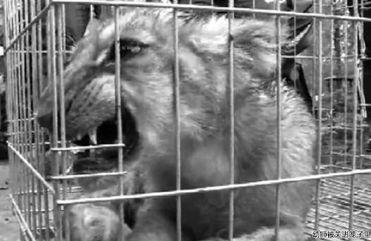 安徽一只狮子运输过程中逃跑 溜进村里抓鸡 安徽一只狮子运输过程中逃跑 溜进村里抓鸡