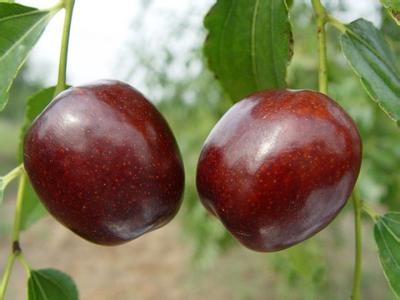 10939209806340239953 10939209806340239953