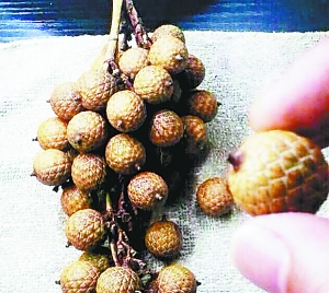 市场饱和 星月菩提价格跳水1 市场饱和 星月菩提价格跳水1