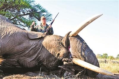 我国关闭象牙合法入境通道 狩猎象牙禁止入境 我国关闭象牙合法入境通道 狩猎象牙禁止入境