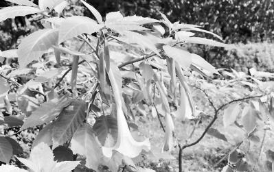 网曝武汉一酒店种植大量曼陀罗 形似秋葵毒可致命 网曝武汉一酒店种植大量曼陀罗 形似秋葵毒可致命