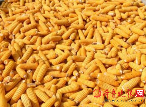 3大主粮收购下跌达3毛 亩收入少千元 影响GDP达1% 3大主粮收购下跌达3毛 亩收入少千元 影响GDP达1%