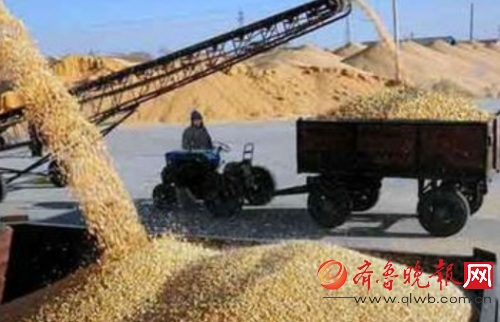 三大主粮全线下挫   三大主粮全线下挫