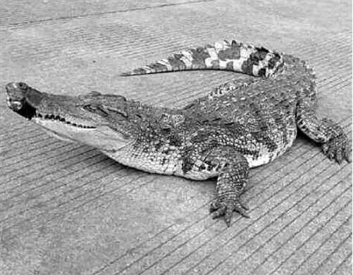 高速现大鳄鱼1 高速现大鳄鱼1