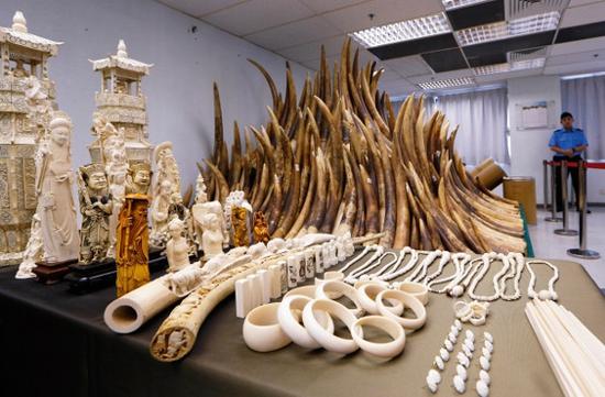 2014年5月15日，香港化学废物处理中心展出了没收的象牙制品。香港已启动以焚化方式销毁近 30吨库存没收象牙的行动