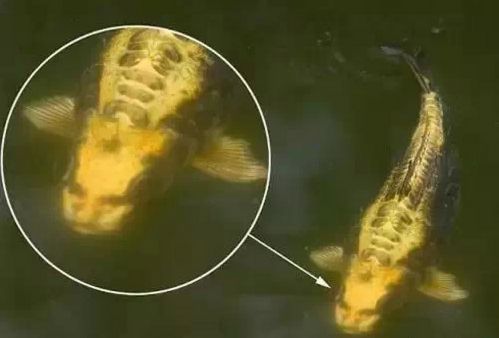 5.人面臁  5.人面臁