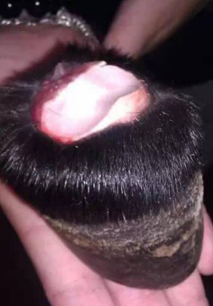 8.黑驴蹄子   8.黑驴蹄子