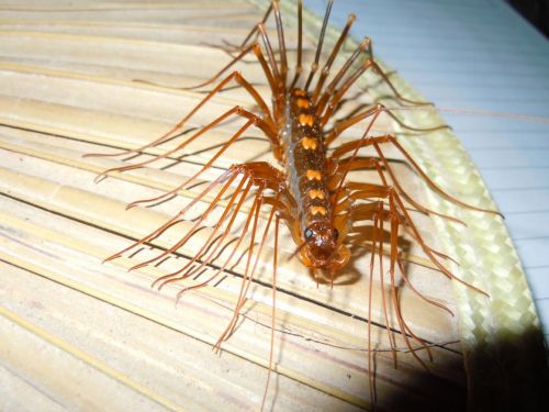 13.云顶天宫里面的蚰   13.云顶天宫里面的蚰