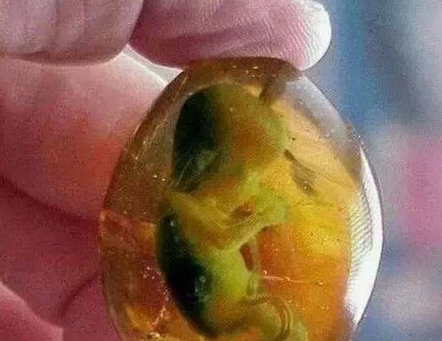 14.昆仑胎  14.昆仑胎