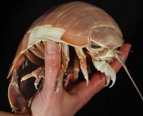 15.尸蹩  15.尸蹩