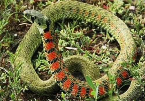 17.鸡冠蛇  17.鸡冠蛇