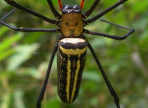 18.人面蜘蛛  18.人面蜘蛛