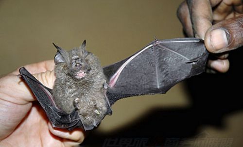 19.猪脸蝙蝠  19.猪脸蝙蝠