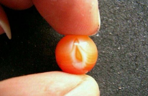 22.凤凰胆   22.凤凰胆