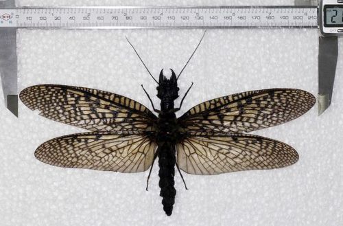 23.巨型蛇蜻蜓 23.巨型蛇蜻蜓