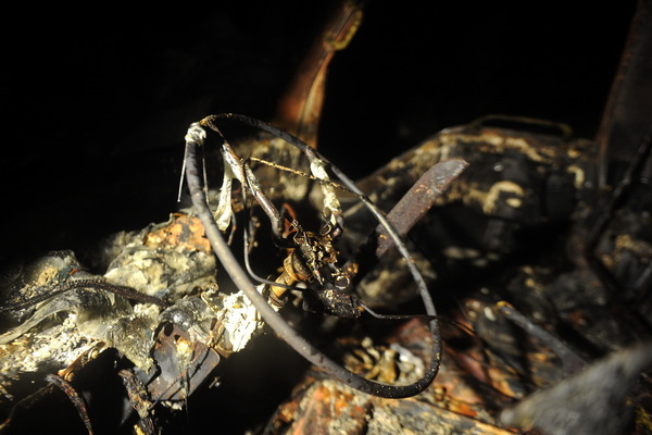 广东东莞发生火灾 疑黑油窝点爆炸 7