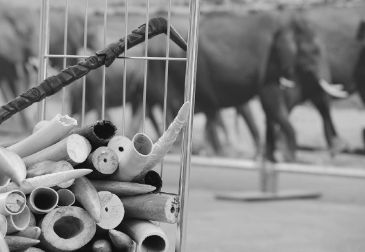 Z4W9-fxkhcfn4212925 Z4W9-fxkhcfn4212925