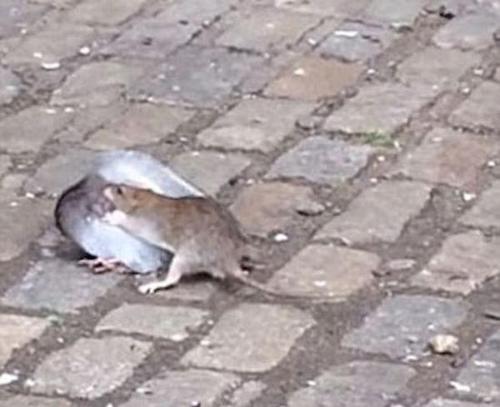 老鼠和鸽子当街对决 场面十分激烈 老鼠和鸽子当街对决 场面十分激烈