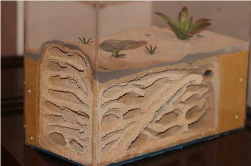 饲养蚂蚁两年 “玩”过40多种蚂蚁 饲养蚂蚁两年 “玩”过40多种蚂蚁