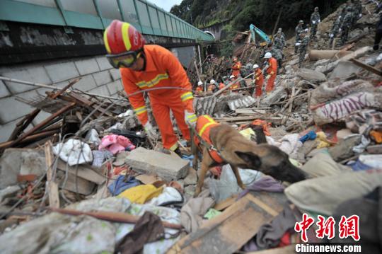 浙江丽水山体滑坡救援犬负伤搜救 李正坤 摄 浙江丽水山体滑坡救援犬负伤搜救 李正坤 摄