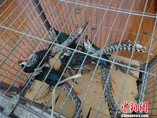 昆明集市现“无主”野生动物 男子装围观群众贩卖1 昆明集市现“无主”野生动物 男子装围观群众贩卖1