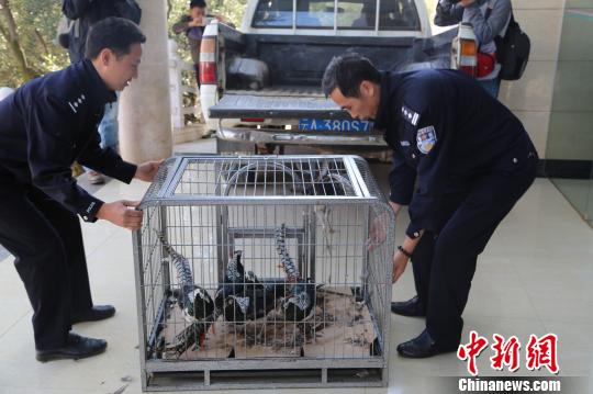 昆明集市现“无主”野生动物 男子装围观群众贩卖2 昆明集市现“无主”野生动物 男子装围观群众贩卖2