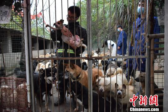 武汉流浪动物免费救助站:愿流浪动物有安稳的家2 武汉流浪动物免费救助站:愿流浪动物有安稳的家2