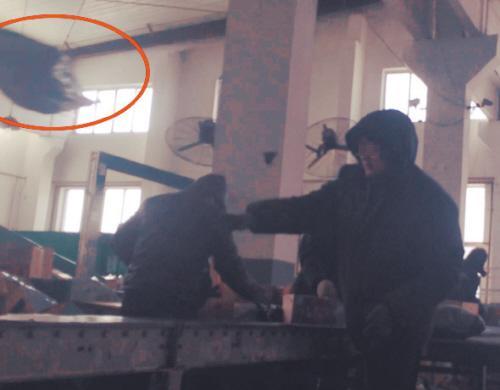 沈阳:分拣中心里快件经历着“飞摔踩踢”(图)2 沈阳:分拣中心里快件经历着“飞摔踩踢”(图)2