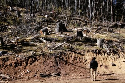 工人拍摄矿场疑似盗伐现场 被多人持刀棍殴打 工人拍摄矿场疑似盗伐现场 被多人持刀棍殴打