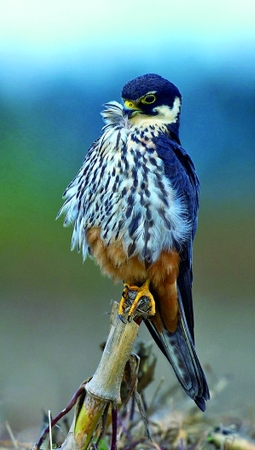 大学生掏鸟窝被判10年2 大学生掏鸟窝被判10年2