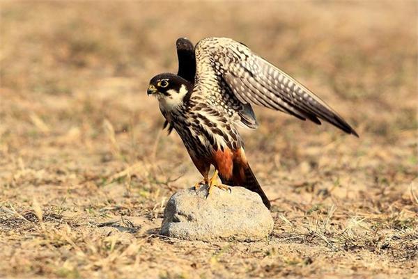 大学生掏鸟窝被判10年 大学生掏鸟窝被判10年