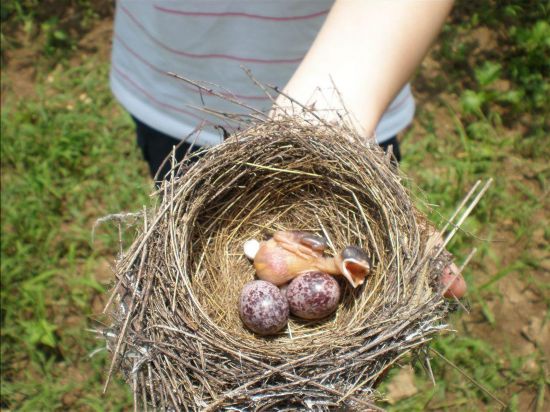 大学生掏鸟窝被判10年3 大学生掏鸟窝被判10年3