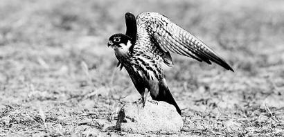 燕隼 资料图片   燕隼 资料图片