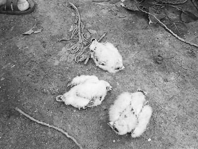 抓16只鸟获刑10年半”量刑重不重 抓16只鸟获刑10年半”量刑重不重