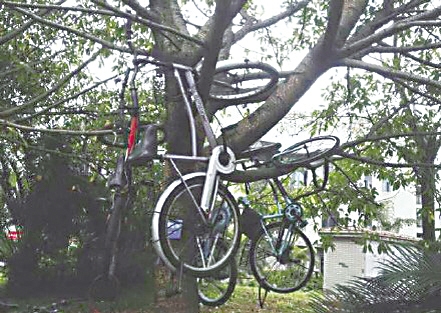 保安将单车挂树上 为的就是警告学生不要乱停车 保安将单车挂树上 为的就是警告学生不要乱停车