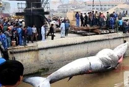 HZY4-fxmisxu6261463 HZY4-fxmisxu6261463