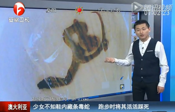 少女不知鞋内藏条毒蛇 跑步时将其活活踩死