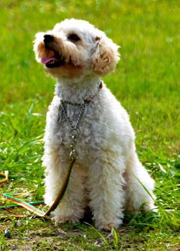 被选为明年特约警犬的贵宾犬Anzu。