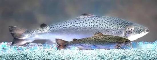 t8Hh-fxkwuwx0231002 t8Hh-fxkwuwx0231002