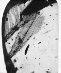 包裹着白垩纪生物羽毛的虫珀 包裹着白垩纪生物羽毛的虫珀