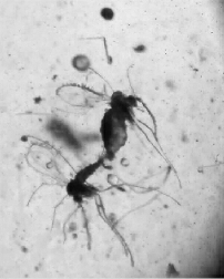 定格于亿年前昆虫交配的虫珀 定格于亿年前昆虫交配的虫珀