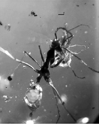 记录蚂蚁“放牧”行为的虫珀 记录蚂蚁“放牧”行为的虫珀