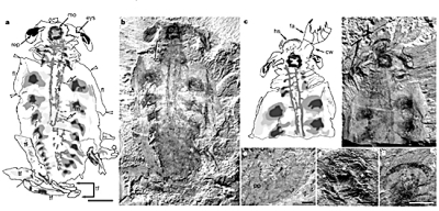 奇虾动物化石刺钳里拉虫 奇虾动物化石刺钳里拉虫