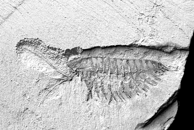节肢动物化石林乔利虫 节肢动物化石林乔利虫