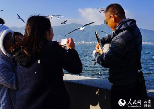 虐鸥拍照  虐鸥拍照