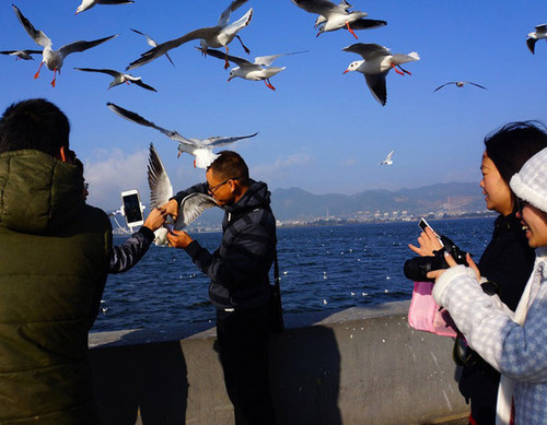 海鸥“冒死”营救小伙伴   海鸥“冒死”营救小伙伴